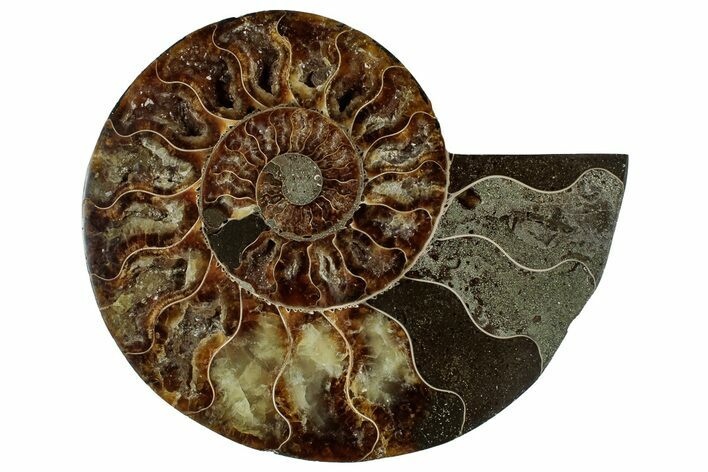 Cut & Polished Ammonite Fossil (Half) - Madagascar #329166